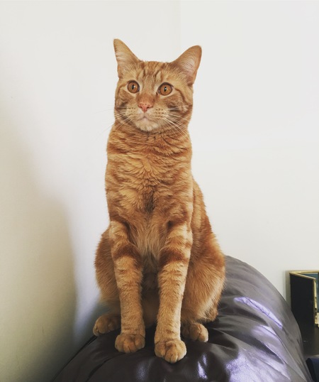 Entry image for Mork. Clicking this image will show a larger photo