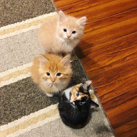 Entry image for Nacho, George and Nova . Clicking this image will show a larger photo