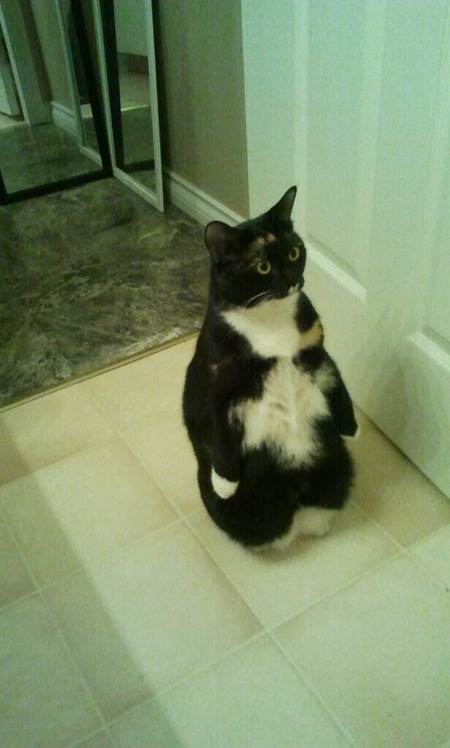 Entry image for Izzy. Clicking this image will show a larger photo