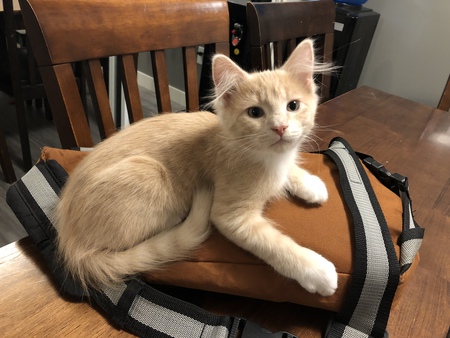 Entry image for Nacho . Clicking this image will show a larger photo