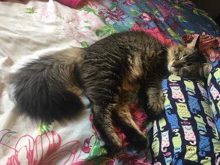 Entry image for Remy. Clicking this image will show a larger photo