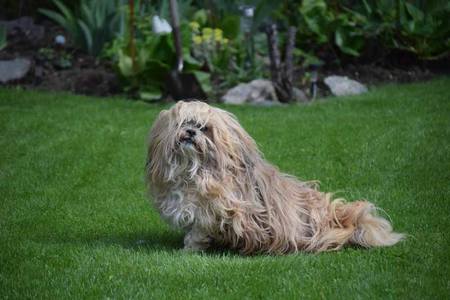 Entry image for Spike. Clicking this image will show a larger photo