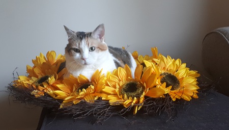 Entry image for Patches. Clicking this image will show a larger photo