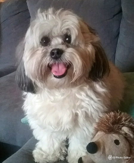 Entry image for Sampson. Clicking this image will show a larger photo