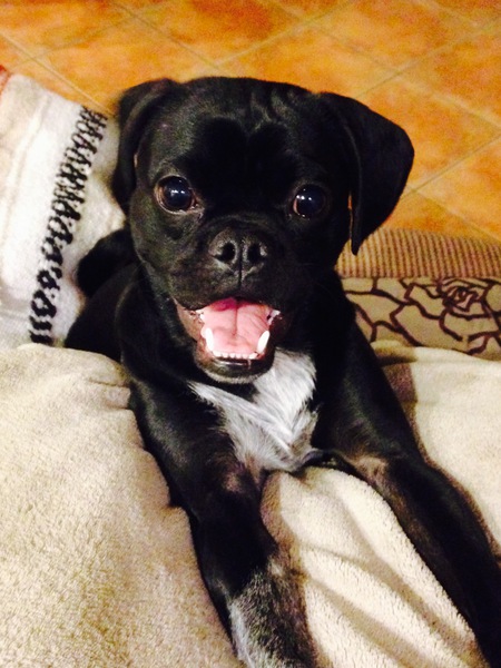 Entry image for Lulu. Clicking this image will show a larger photo