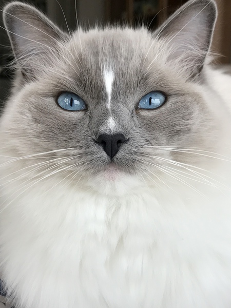 Entry image for Millie. Clicking this image will show a larger photo