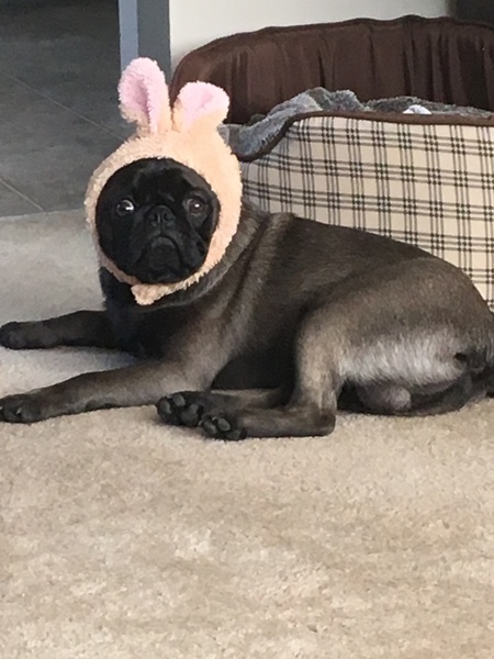 Entry image for Rupert. Clicking this image will show a larger photo