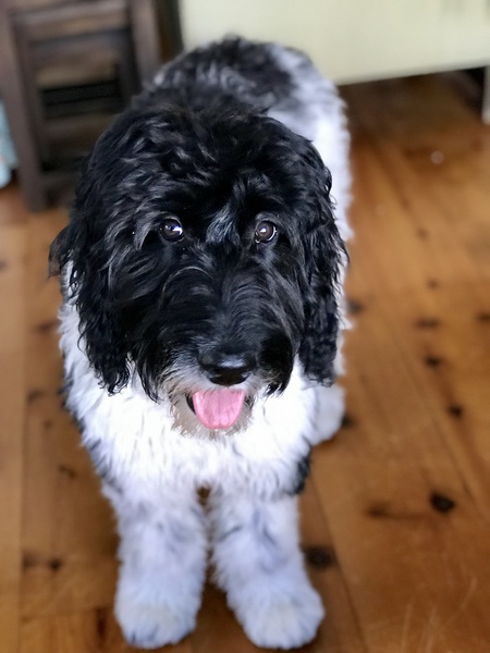 Entry image for Puffin. Clicking this image will show a larger photo