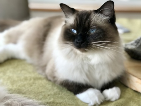 Entry image for MooShoo. Clicking this image will show a larger photo