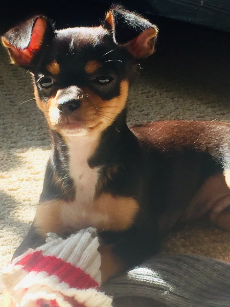 Entry image for Koby. Clicking this image will show a larger photo