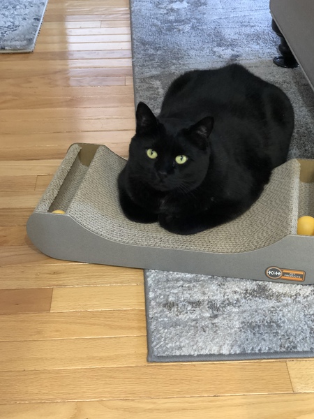 Entry image for Linus. Clicking this image will show a larger photo