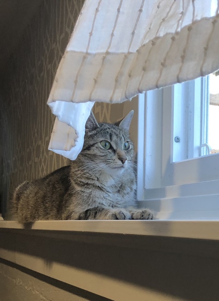 Entry image for Maggie. Clicking this image will show a larger photo