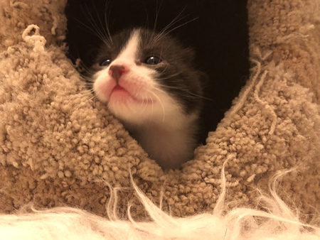 Entry image for Bolt. Clicking this image will show a larger photo