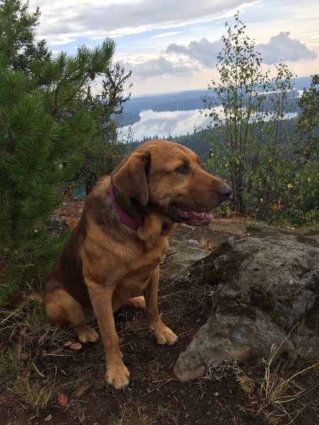 Entry image for Sasha. Clicking this image will show a larger photo