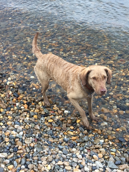 Entry image for Loala . Clicking this image will show a larger photo