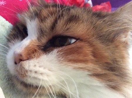 Entry image for Zoey. Clicking this image will show a larger photo