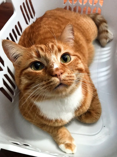 Entry image for Elway. Clicking this image will show a larger photo