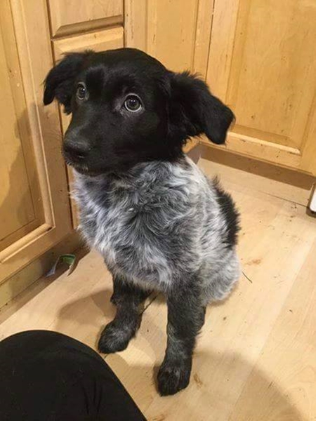 Entry image for Shyloh. Clicking this image will show a larger photo