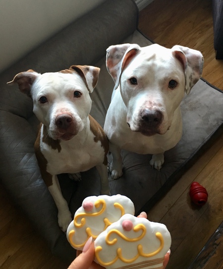 Entry image for Tazanna & Bronco. Clicking this image will show a larger photo