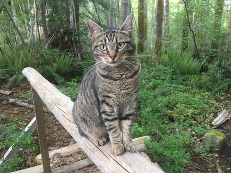 Entry image for Juniper. Clicking this image will show a larger photo