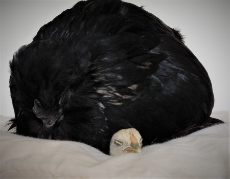 Entry image for Petals and Pepper. Clicking this image will show a larger photo