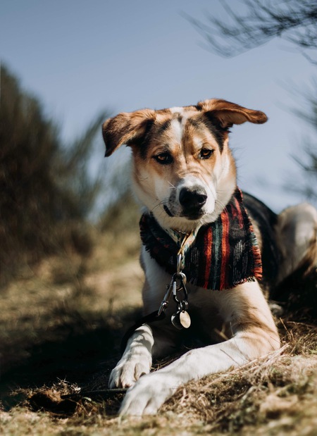 Entry image for Kepler . Clicking this image will show a larger photo