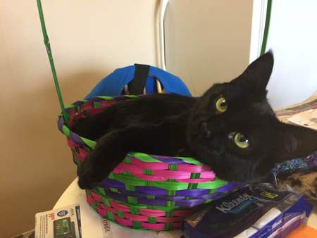 Entry image for Luna. Clicking this image will show a larger photo