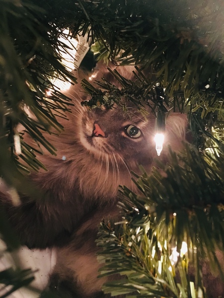 Entry image for Lynx. Clicking this image will show a larger photo