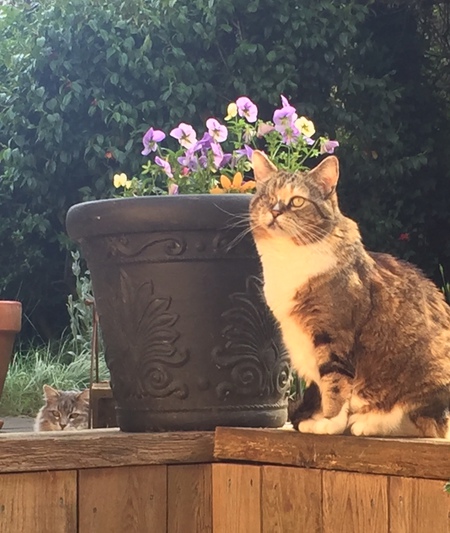 Entry image for Sox. Clicking this image will show a larger photo