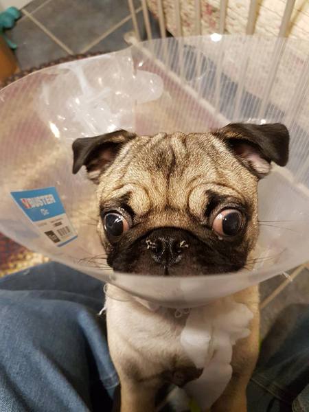 Entry image for Stella. Clicking this image will show a larger photo