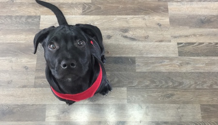 Entry image for Waylon . Clicking this image will show a larger photo