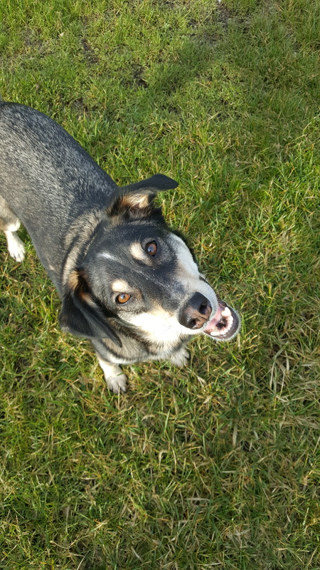 Entry image for Bandit. Clicking this image will show a larger photo