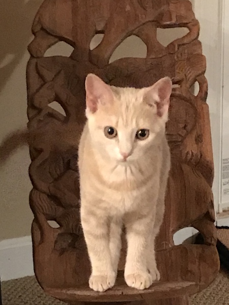 Entry image for Maya. Clicking this image will show a larger photo