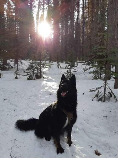 Entry image for Boomer. Clicking this image will show a larger photo