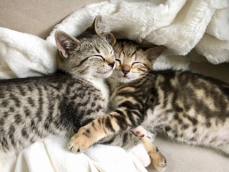 Entry image for Otis and Olive. Clicking this image will show a larger photo