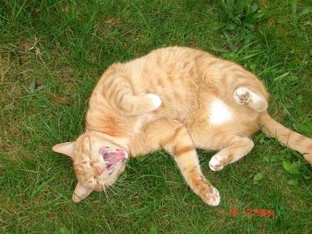 Entry image for Geode. Clicking this image will show a larger photo