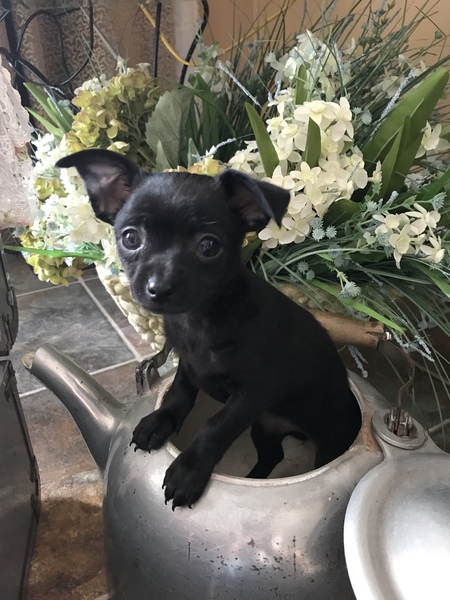 Entry image for Piper. Clicking this image will show a larger photo