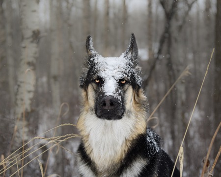 Entry image for Jackson. Clicking this image will show a larger photo