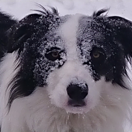 Entry image for Luna. Clicking this image will show a larger photo