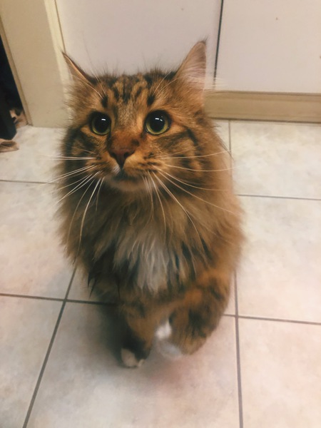 Entry image for Bauer. Clicking this image will show a larger photo