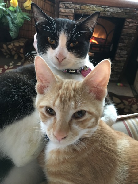 Entry image for Brooky & Cheeto . Clicking this image will show a larger photo