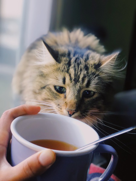 Entry image for Bauer. Clicking this image will show a larger photo