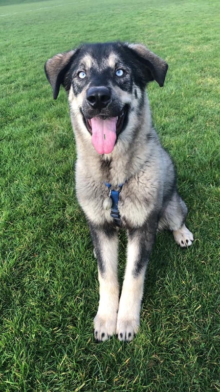 Entry image for Braxton. Clicking this image will show a larger photo