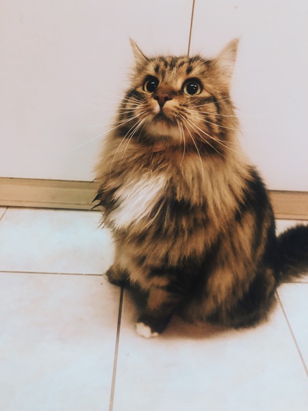 Entry image for Bauer. Clicking this image will show a larger photo