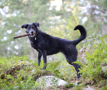 Entry image for Holly. Clicking this image will show a larger photo