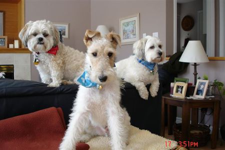 Entry image for Sparky, Goosey Ruffy. Clicking this image will show a larger photo