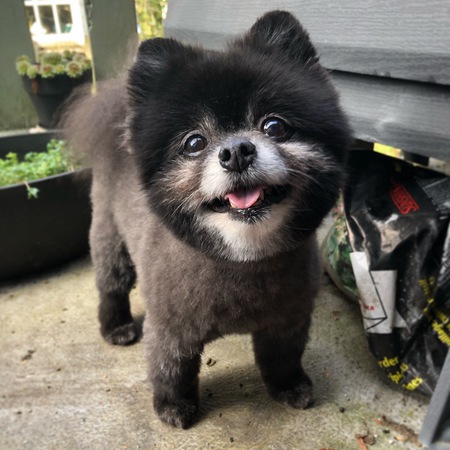 Entry image for Nibbler. Clicking this image will show a larger photo