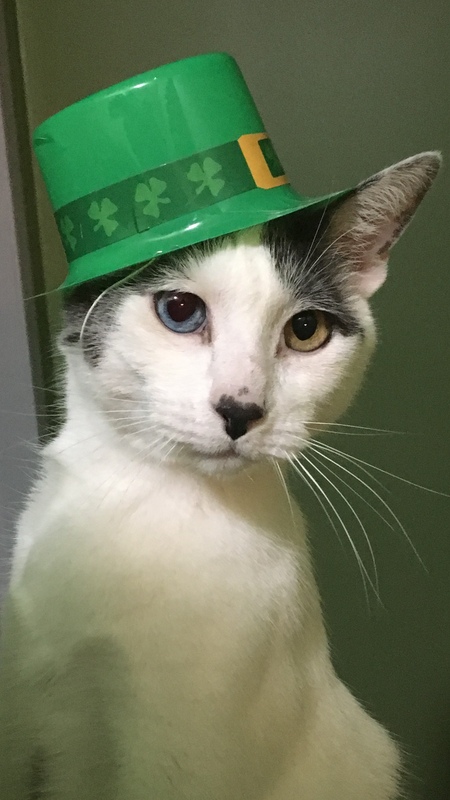 Entry image for Jojo. Clicking this image will show a larger photo