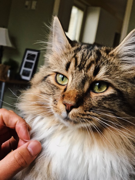 Entry image for Bauer. Clicking this image will show a larger photo