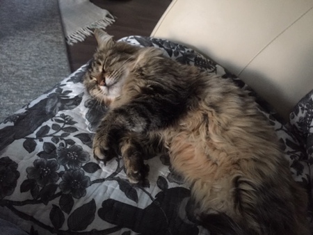 Entry image for Little Missy    AKA   Fluffy and  now (Miracle Missy)  . Clicking this image will show a larger photo